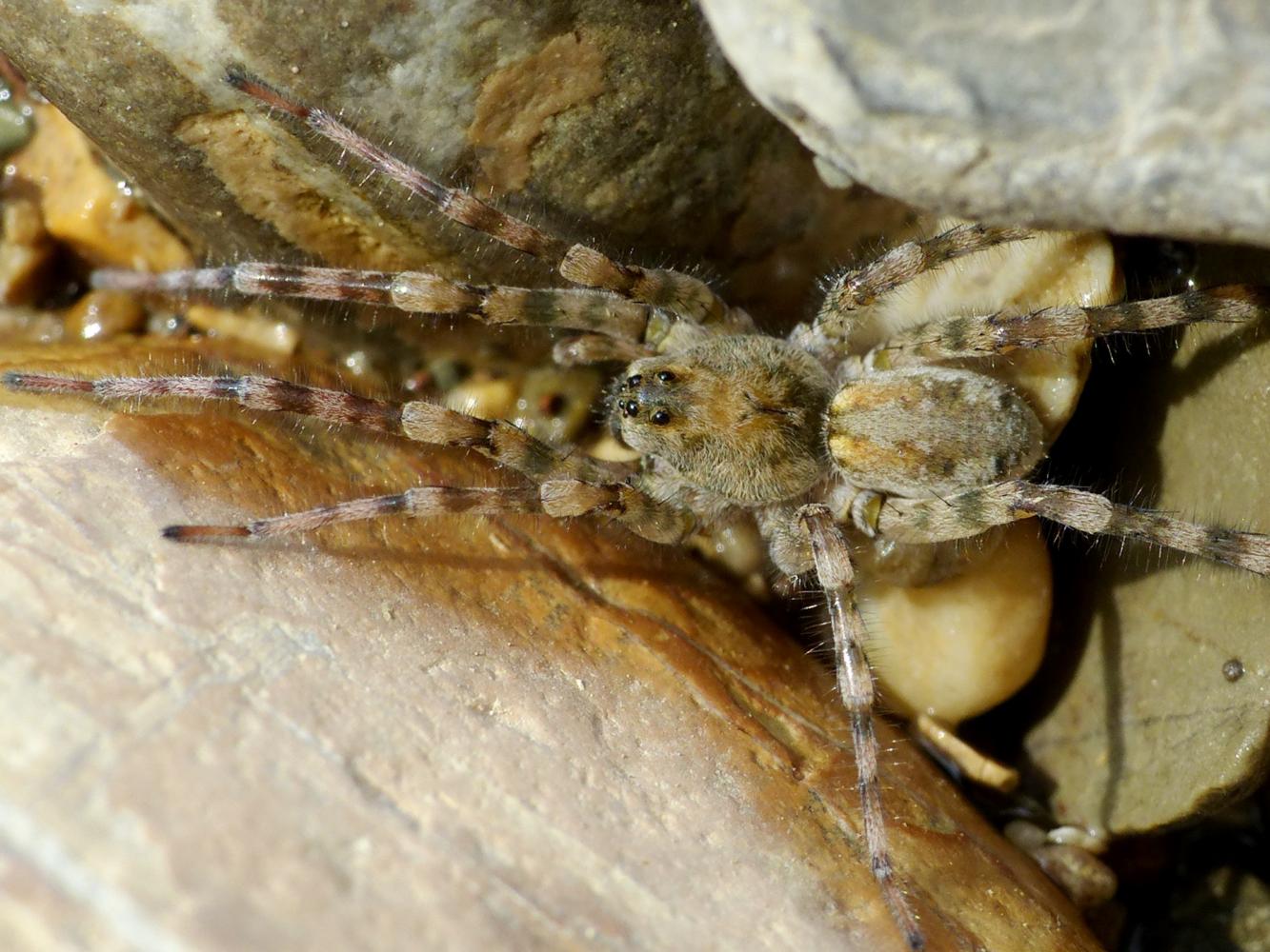 Arctosa similis - Tolfa (RM)